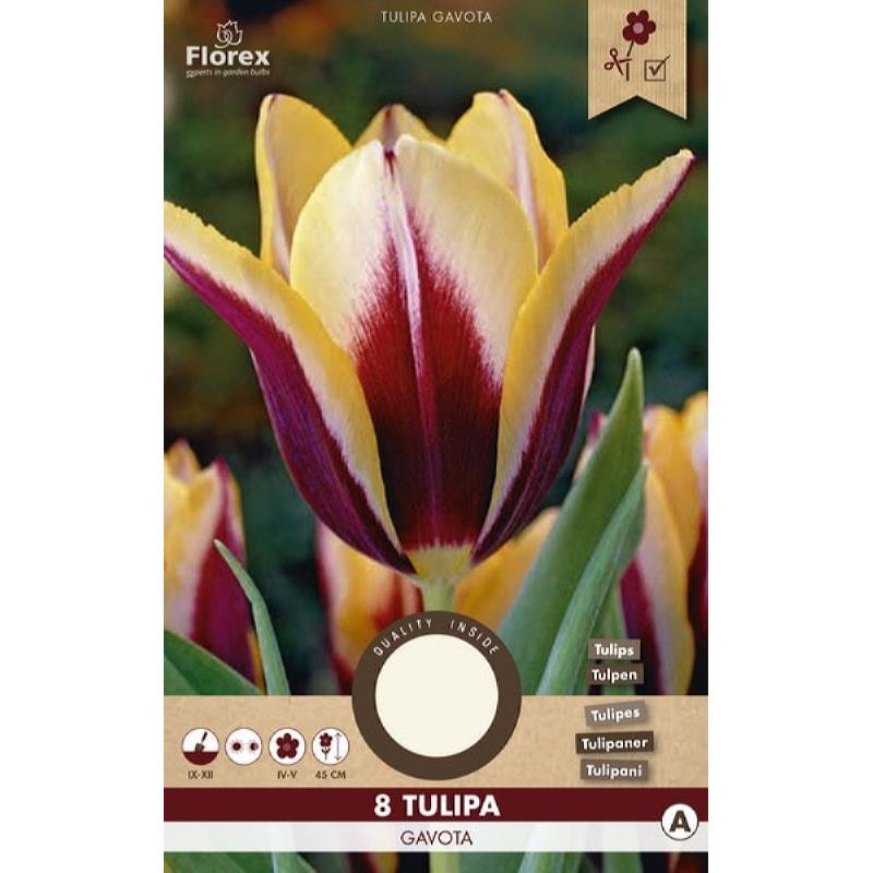 Tulp Triumph Gavota, 8 stuks