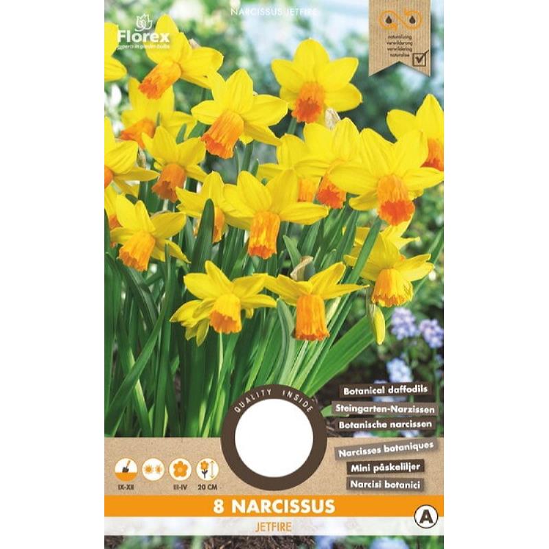 Narcis Botanisch Jetfire, 8 stuks