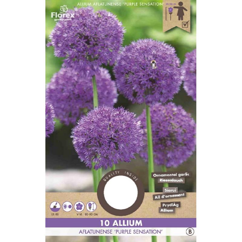 Allium Purple Sensation, 10 stuks