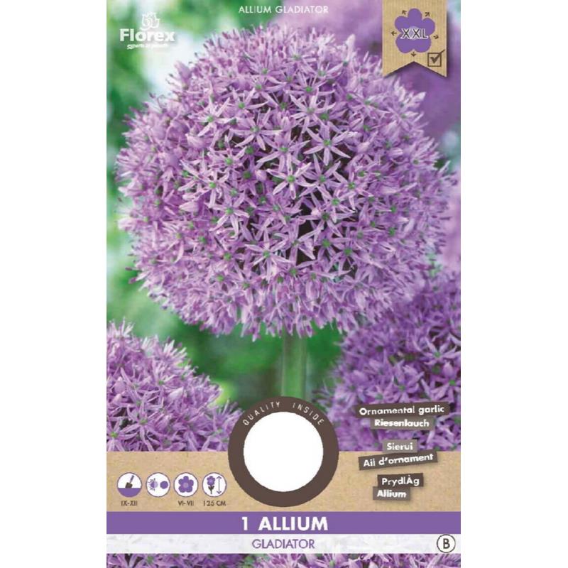 Allium Gladiator, 1 stuk