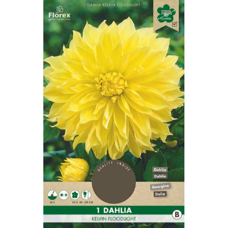 Dahlia Decoratief Kelvin Floodlight XXL geel, 1 stuk