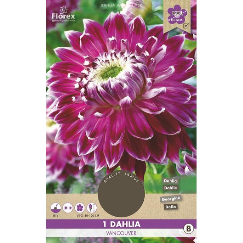 Dahlia Dinnerplate Vancouver XXL, 1 stuk