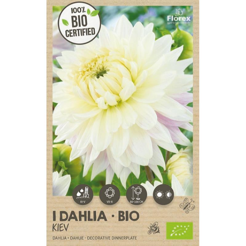 Biologische Dahlia XXL Kiev, 1 stuk