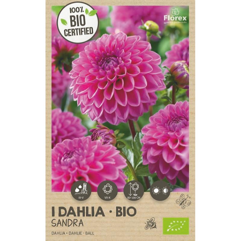 Biologische Dahlia Sandra, 1 stuk