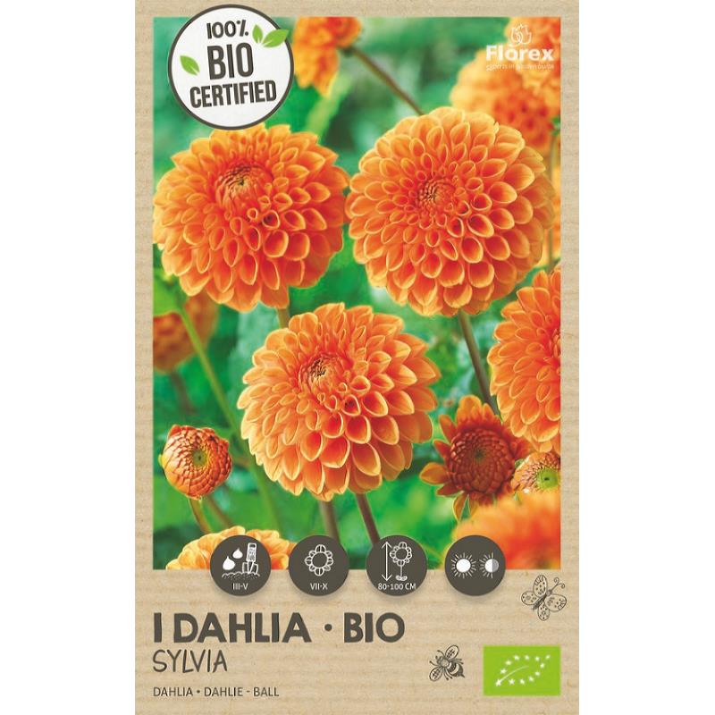Biologische Dahlia Pompon Orange, 1 stuk