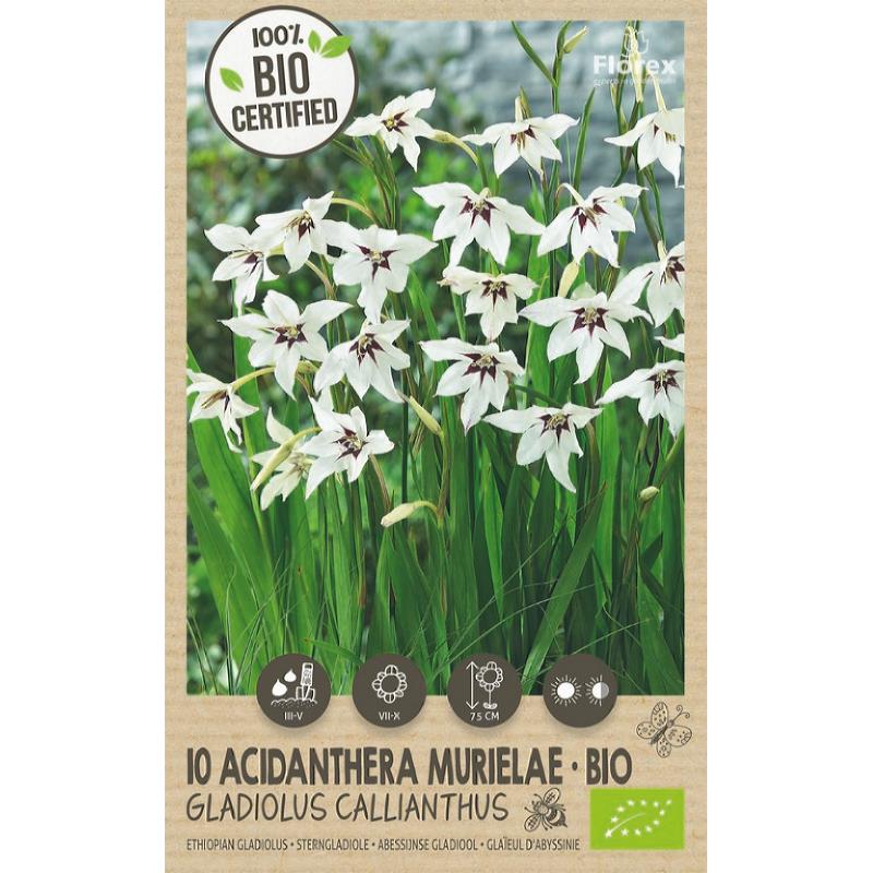Biologische Acidanthera, 10 stuks