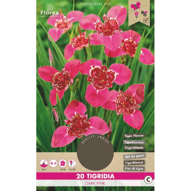 Tigridia Dark pink, 20 stuks