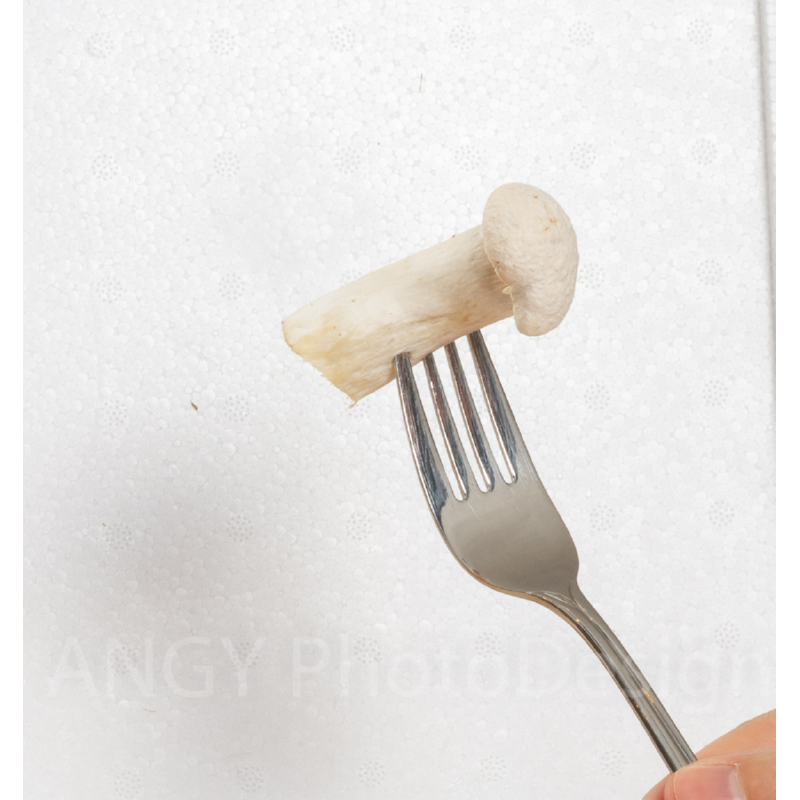 Kweekset konings oester