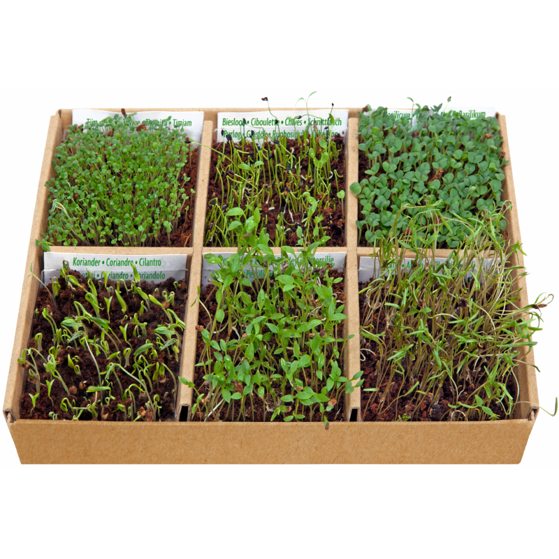 Eetbare bloemen kweekset