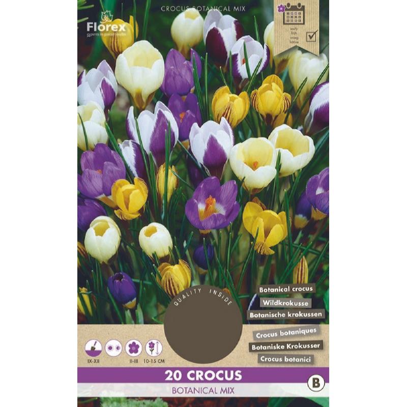 Crocus Botanische Gemengd, 20 stuks