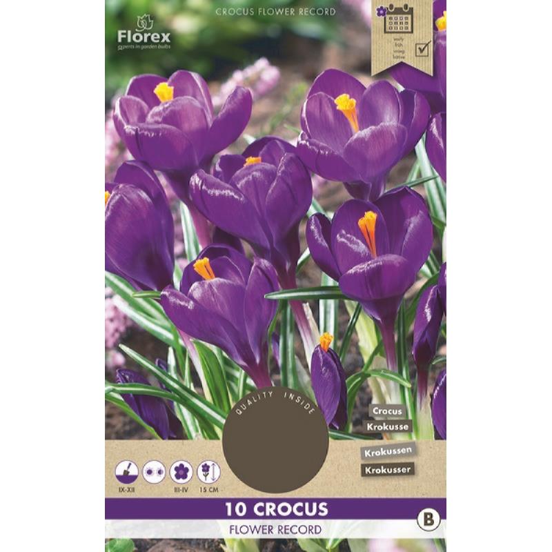Crocus Flower Record, 10 stuks