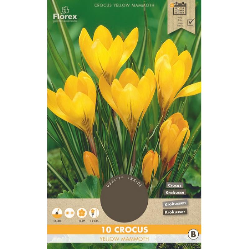 Crocus Yellow Mammoth, 10 stuks
