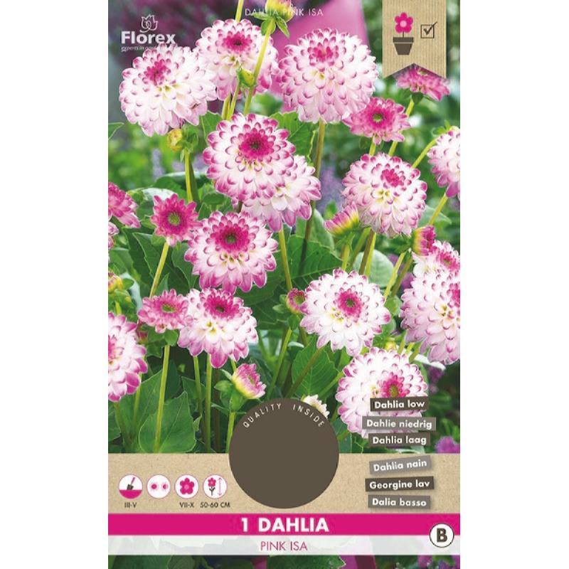 Dahlia Cactus Park Pink Isa 1 stuk