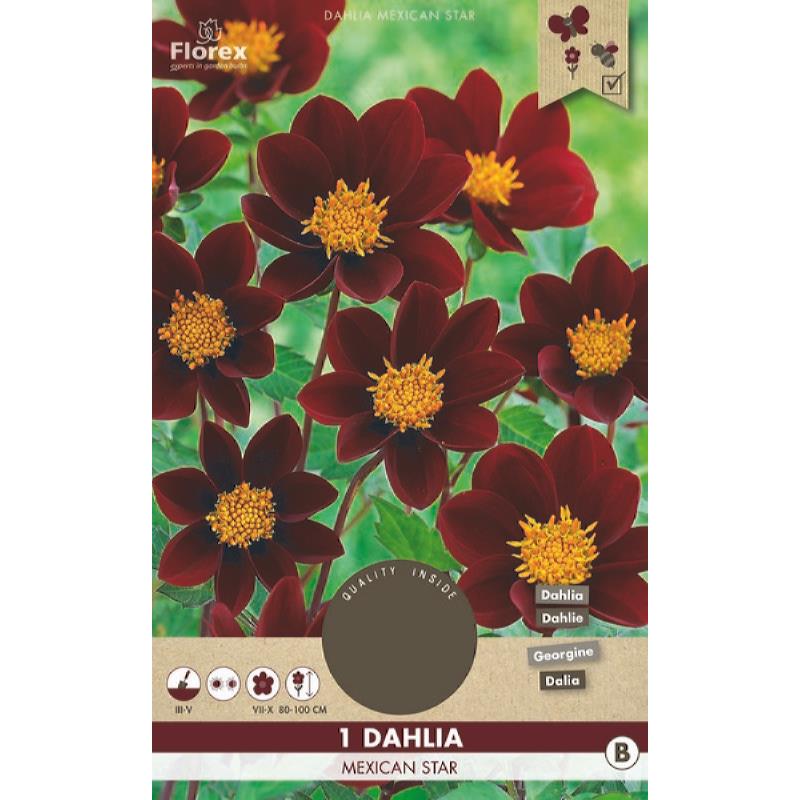Dahlia Mignon Mexican Star, 1 stuk