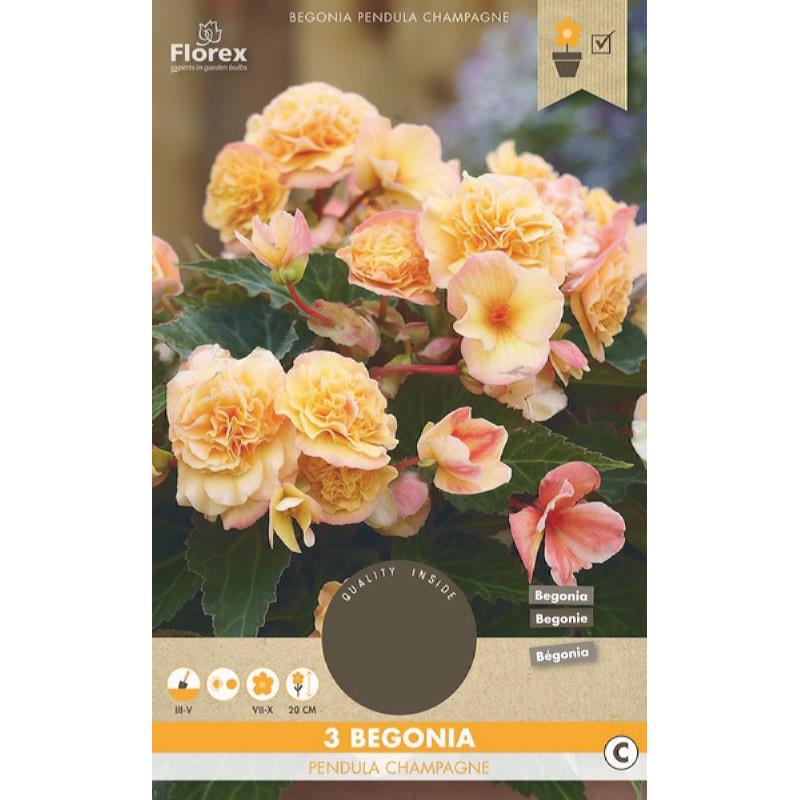 Hang begonia Champagne 3 stuks