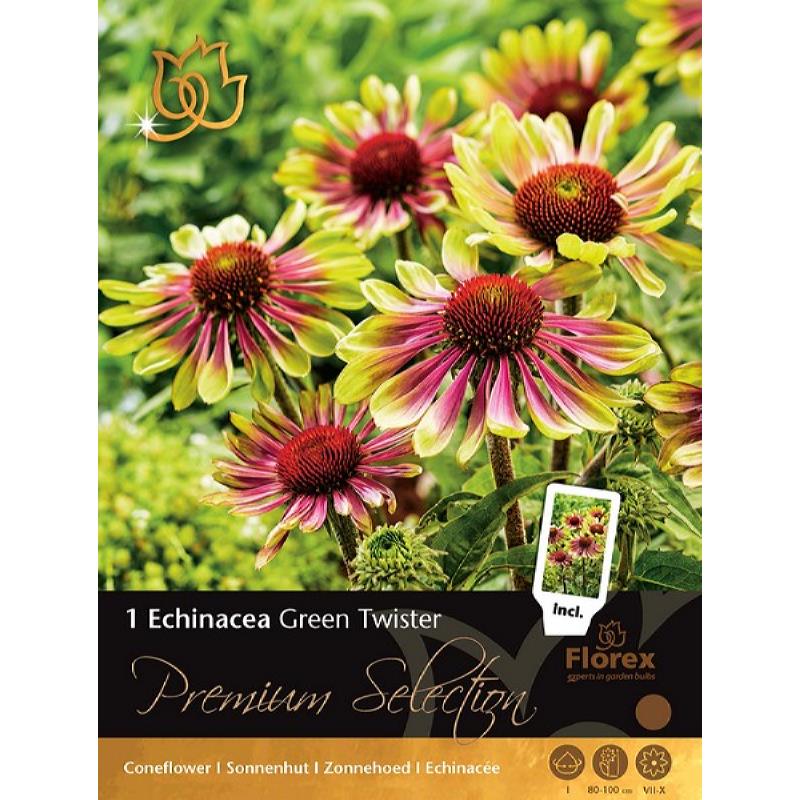 Premium Echinacea Green Twister, 1 stuk