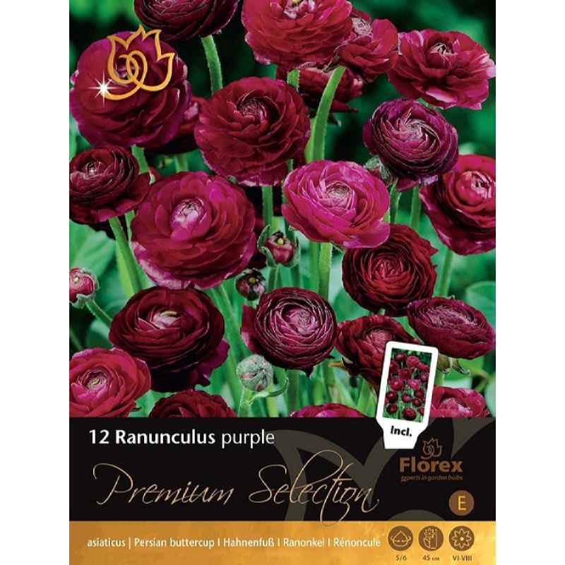 Premium Ranunculus Purple, 12 stuks