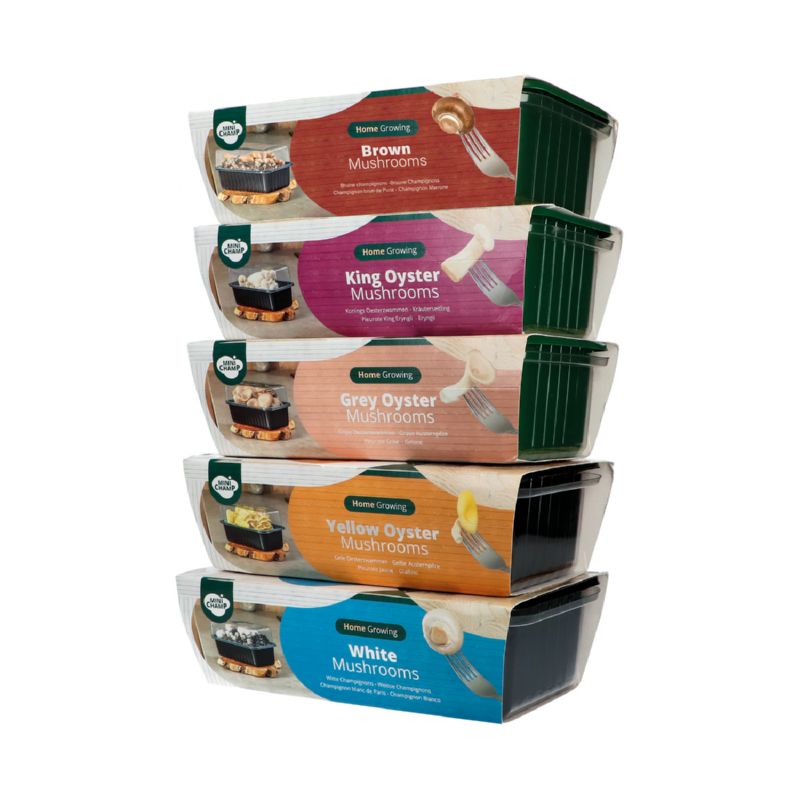 Kweekset gele oesterzwam