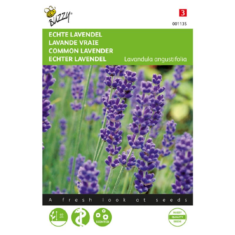 Lavendel - echte