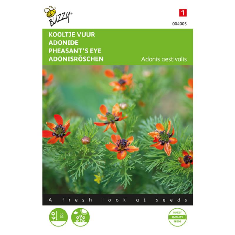 Adonis, Kooltje Vuur roodbloeiend