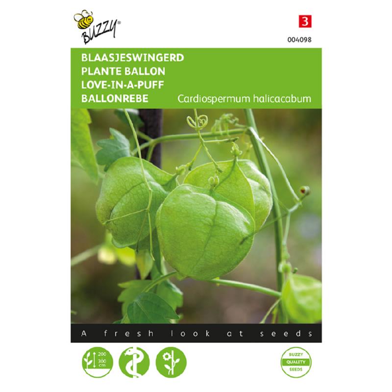 Cardiospermum, Blaasjeswingerd