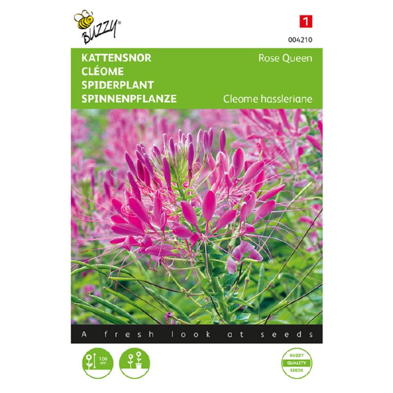 Cleome, Kattensnor Rose Queen