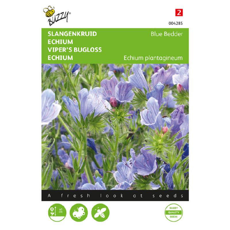 Echium, Slangenkruid Blue Bedder