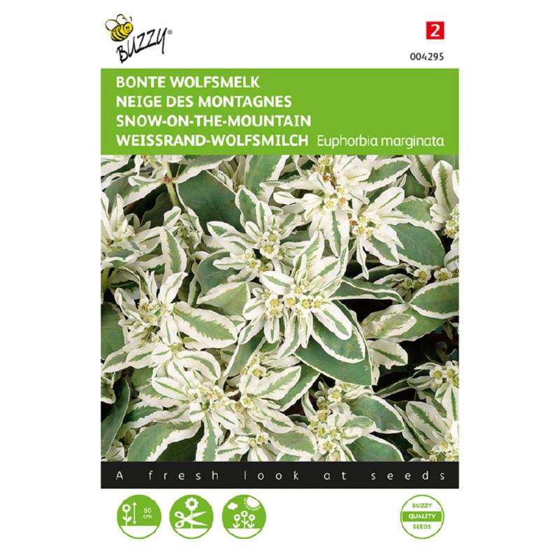 Euphorbia, Bonte Wolfsmelk