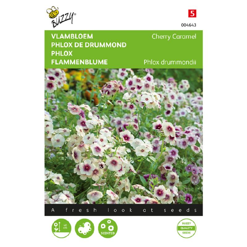 Phlox, Vlambloem Cherry Caramel
