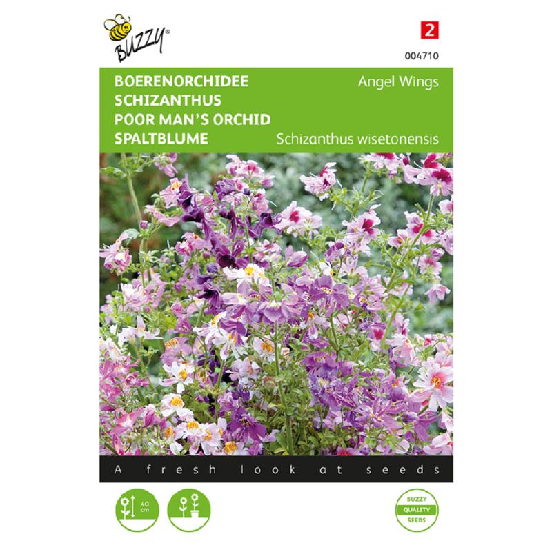 Schizanthus, Boerenorchidee Angel Wings