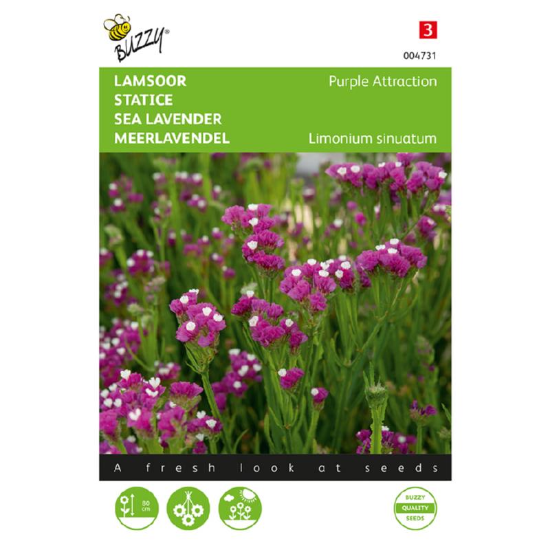 Lamsoor Purple Attraction