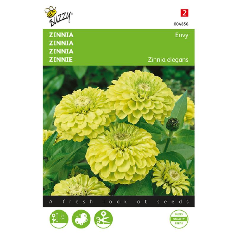 Zinnia dahliabloemig Envy