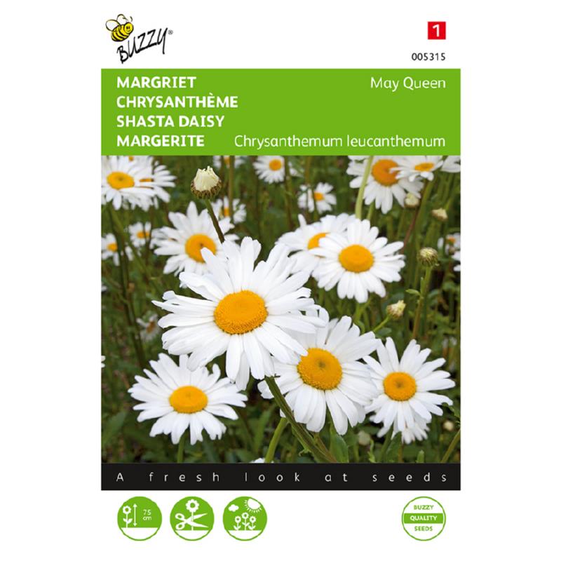 Chrysanthemum, Margriet May Queen