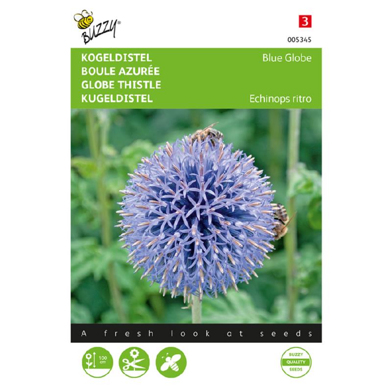 Echinops, Kogeldistel Blue Globe