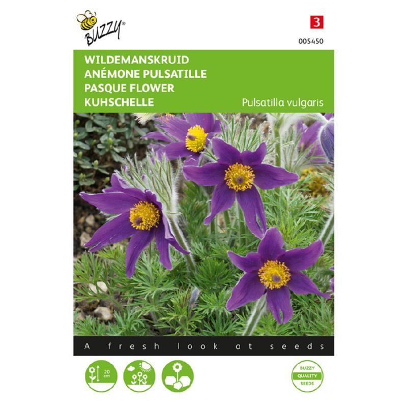 Pulsatilla, Wildemanskruid