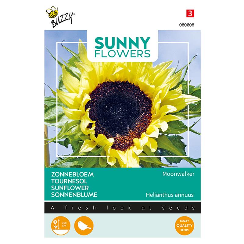 Sunny Helianthus, Zonnebloem Moonwalker
