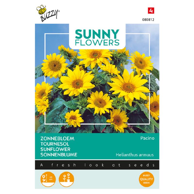 Sunny Helianthus, lage potzonnebloem Pacino