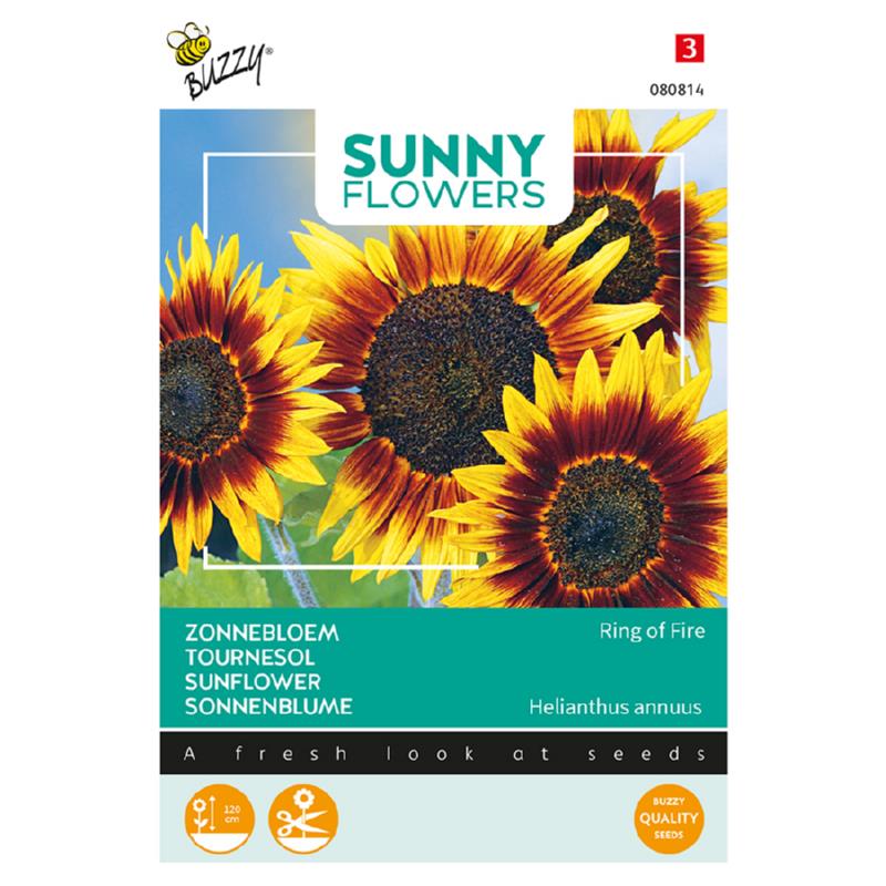 Sunny Helianthus, Zonnebloem Ring of Fire