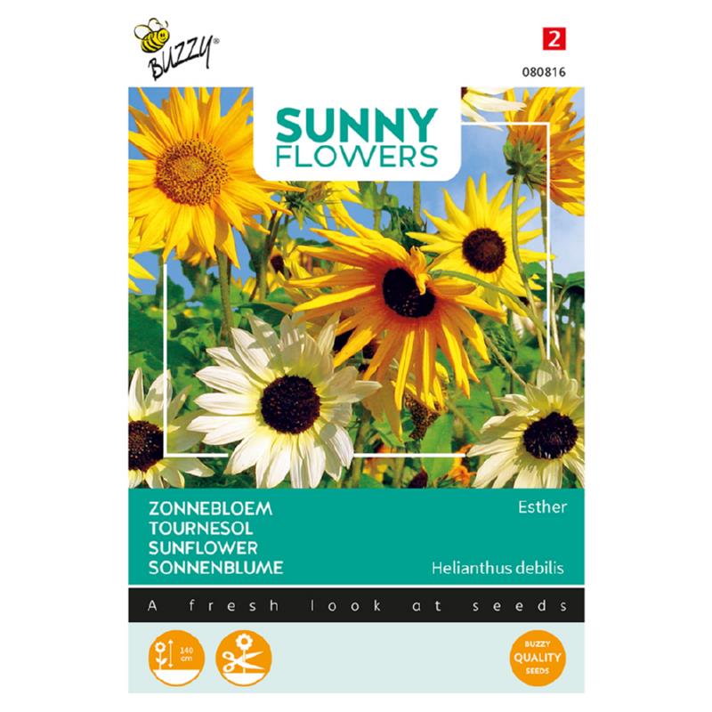 Sunny Helianthus, Zonnebloem Esther