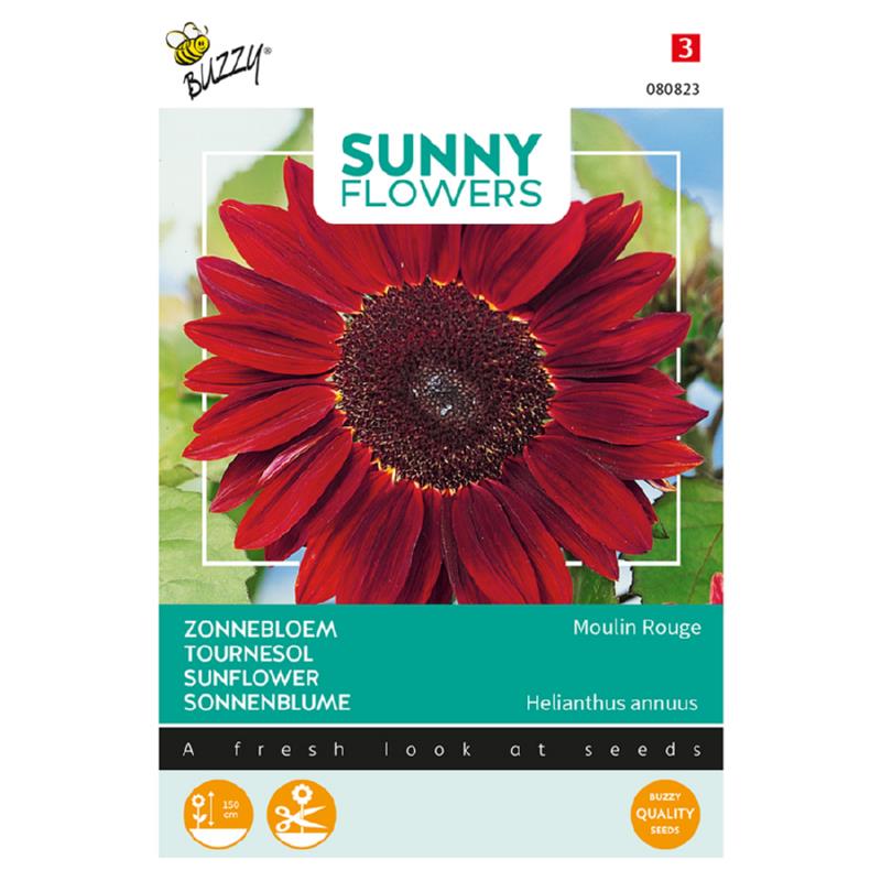 Sunny Helianthus, Zonnebloem Moulin Rouge