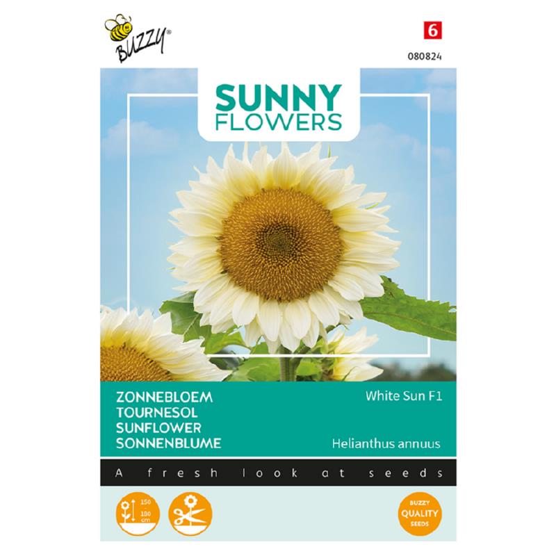 Sunny Helianthus, Zonnebloem White Sun F1