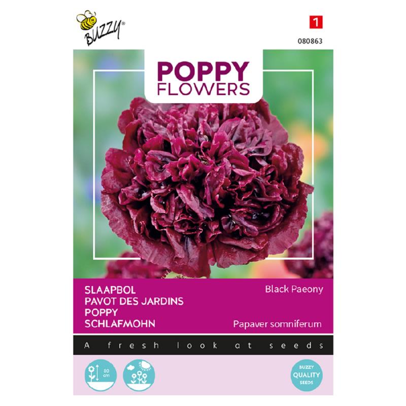 Poppy Papaver/Slaapbol Black Paeony