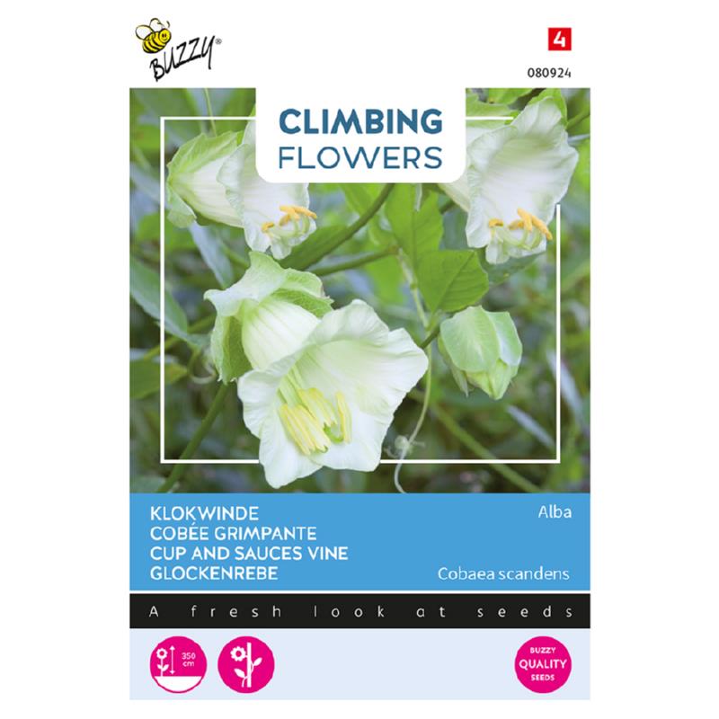 Climbing Flowers Cobaea, Klokwinde Alba Wit