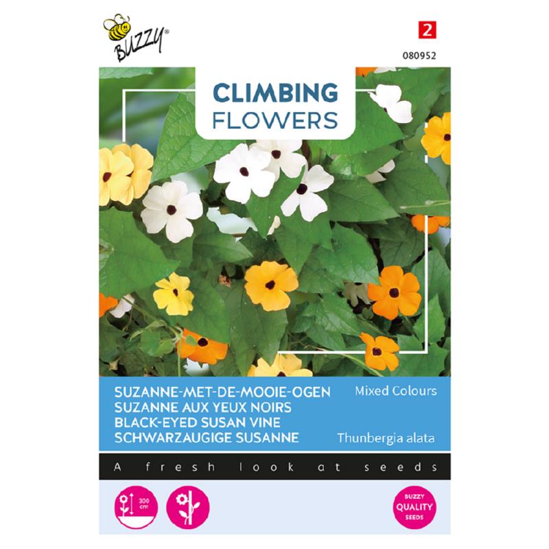 Climbing Flowers Thunbergia, Suzanne-met-mooie-ogen