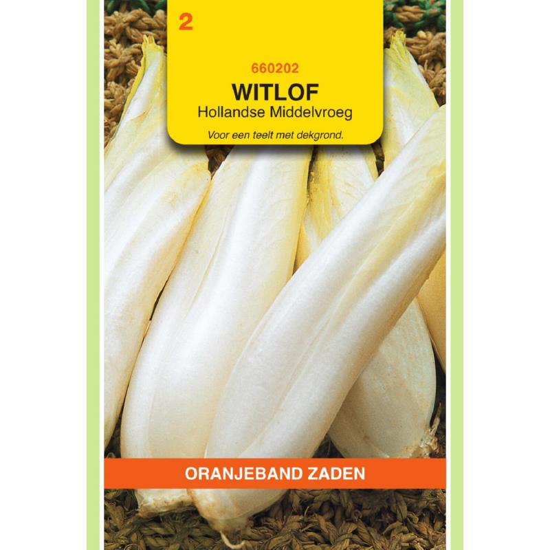 Witlof Hollandse Middelvroeg