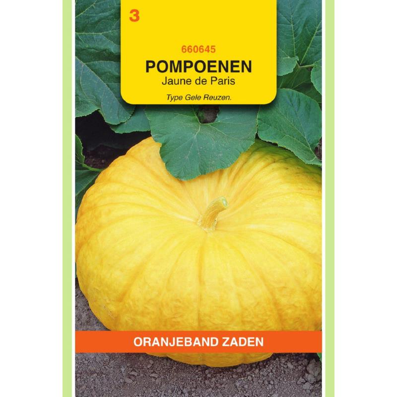 Pompoen Jaune De Paris