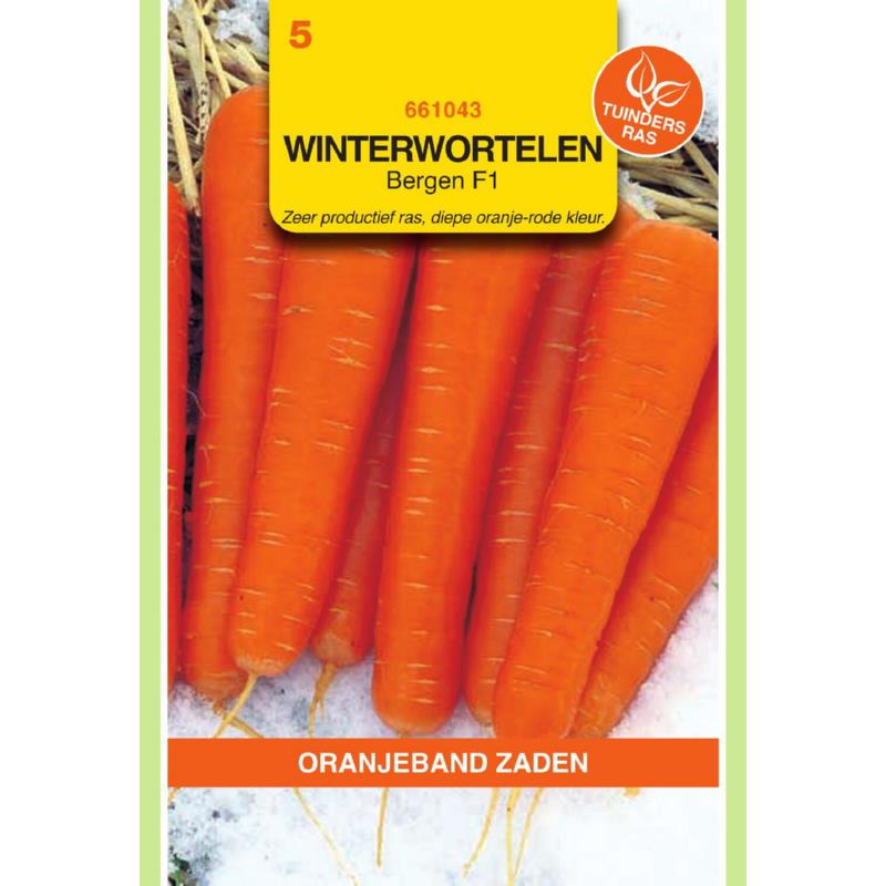 Winterwortel Elegance F1, voorheen Major F1