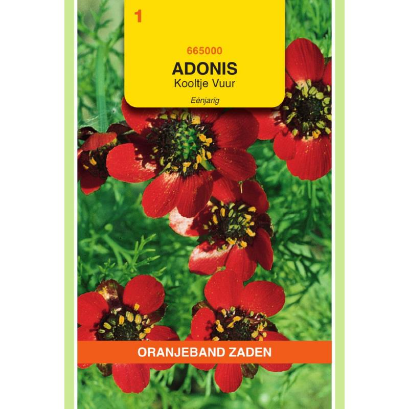 Adonis, Kooltje vuur, rood