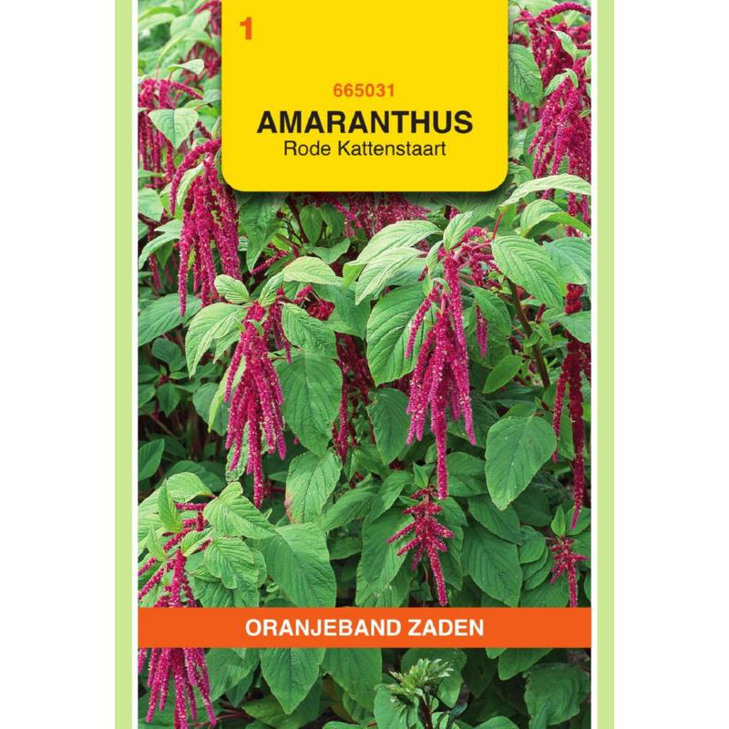 Amaranthus, Kattenstaart rood
