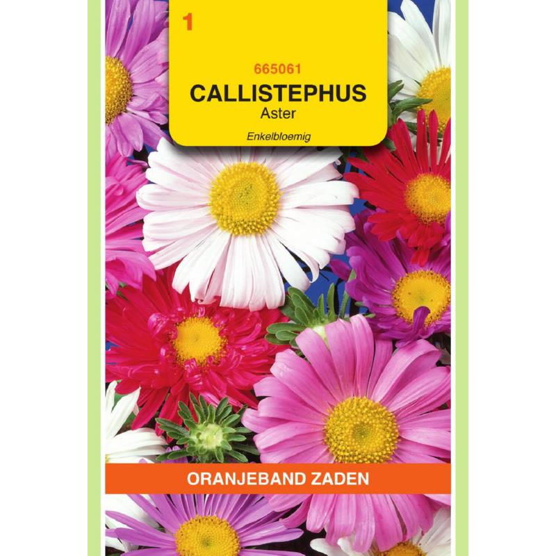 Callistephus, Aster enkelbloemig gemengd